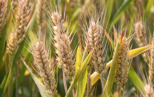 今年河南 安徽小麦大面积减产,小麦价格会上涨吗