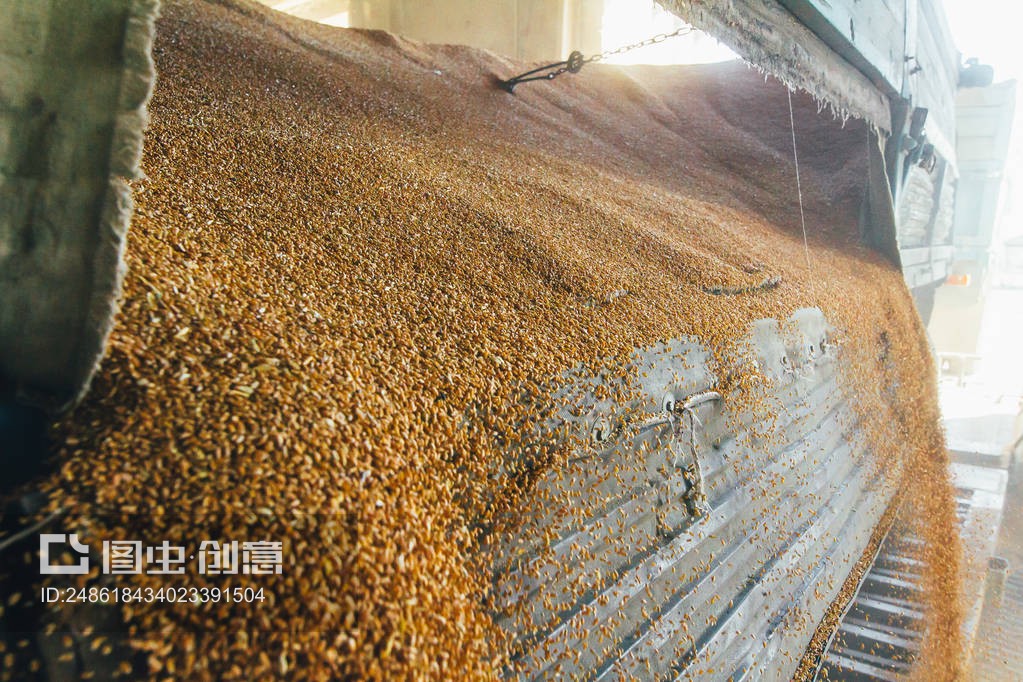 面粉生产 Production of flour